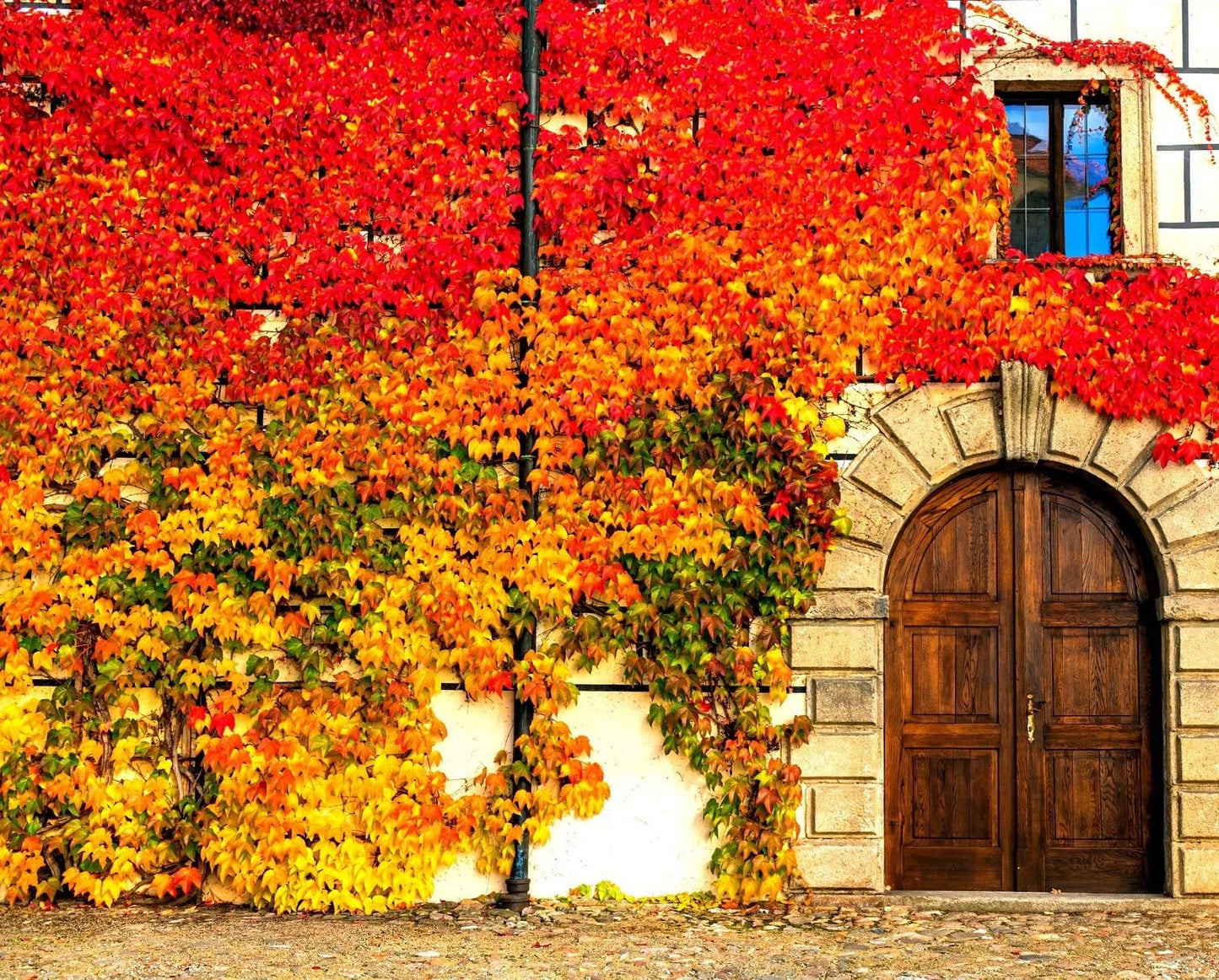 Virginia Creeper Seeds - 50+ Parthenocissus quinquefolia Climbing Vine for Garden Landscaping