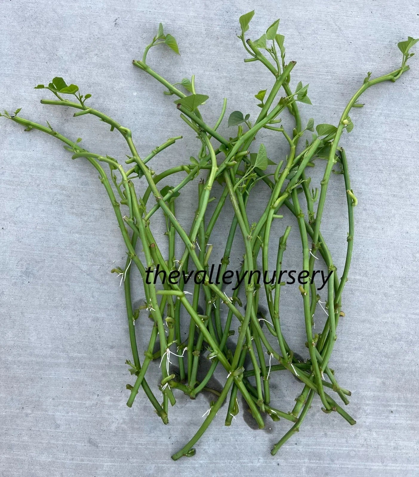 Sweet Potato Slips - 10 Rooted Vines for Edible Leaves - Ipomoea batatas - Ready to Plant Fresh Cutting Plants