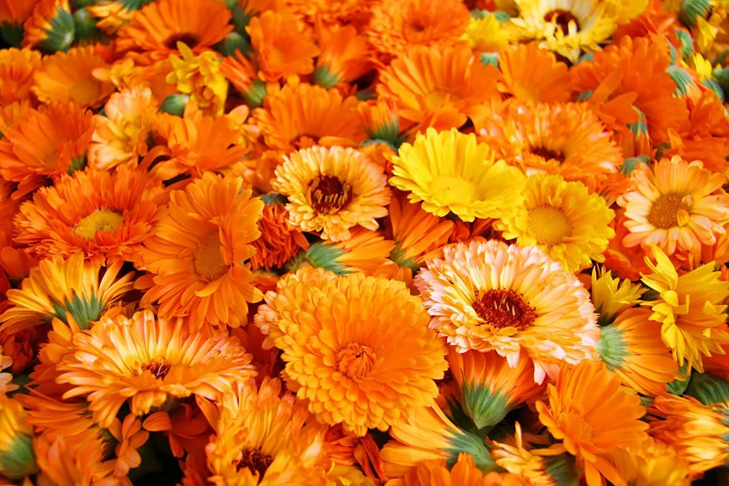 Calendula Seeds for Planting - Pacific Beauty Mix - Flower Seeds for Garden, Borders, Containers - Calendula officinalis