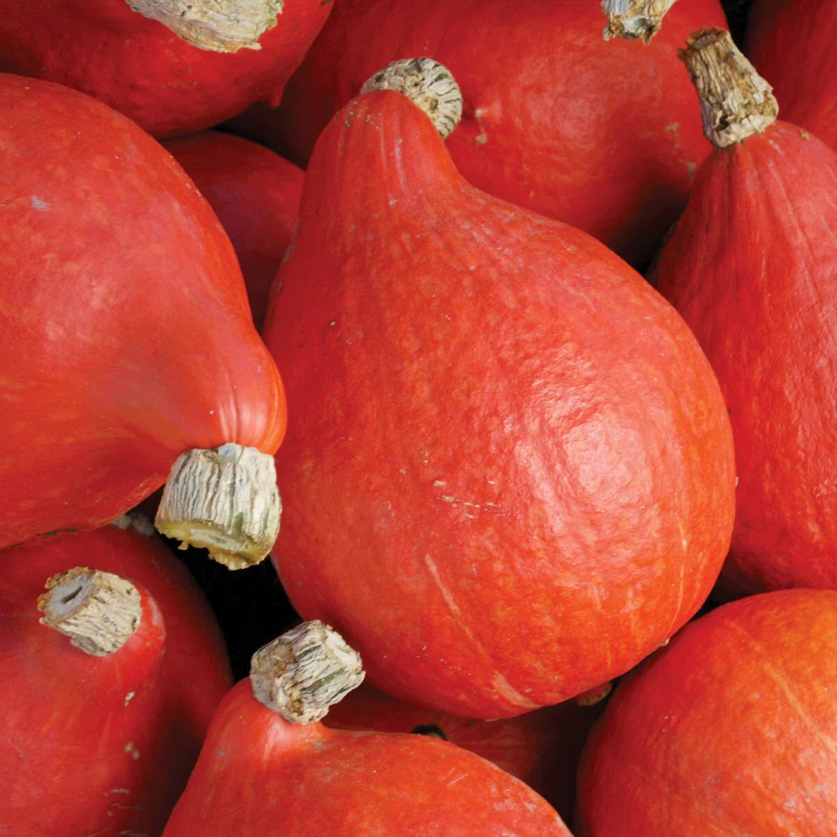 Red Kuri Squash Seeds 5 Ct Heirloom Non-GMO Uchiki Japanese Cucurbita maxima