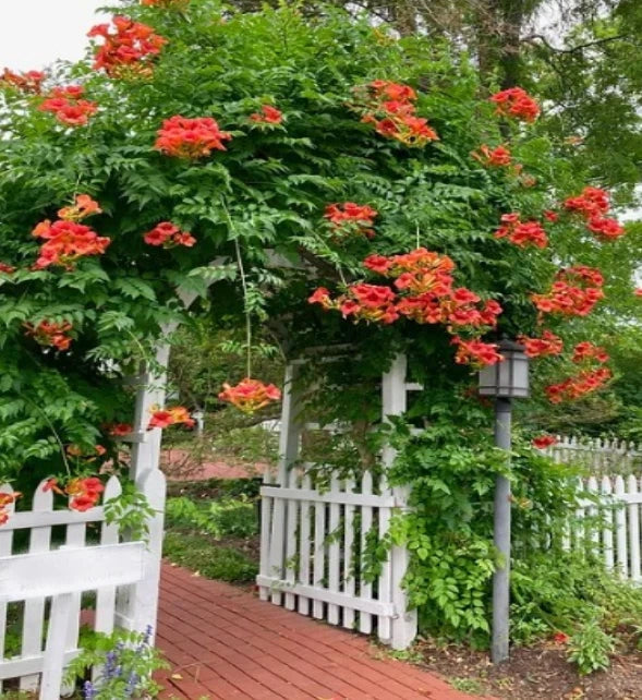 Orange Trumpet Vine Seeds - Campsis radicans Climbing Perennial Flower Pack of 75+ Seeds