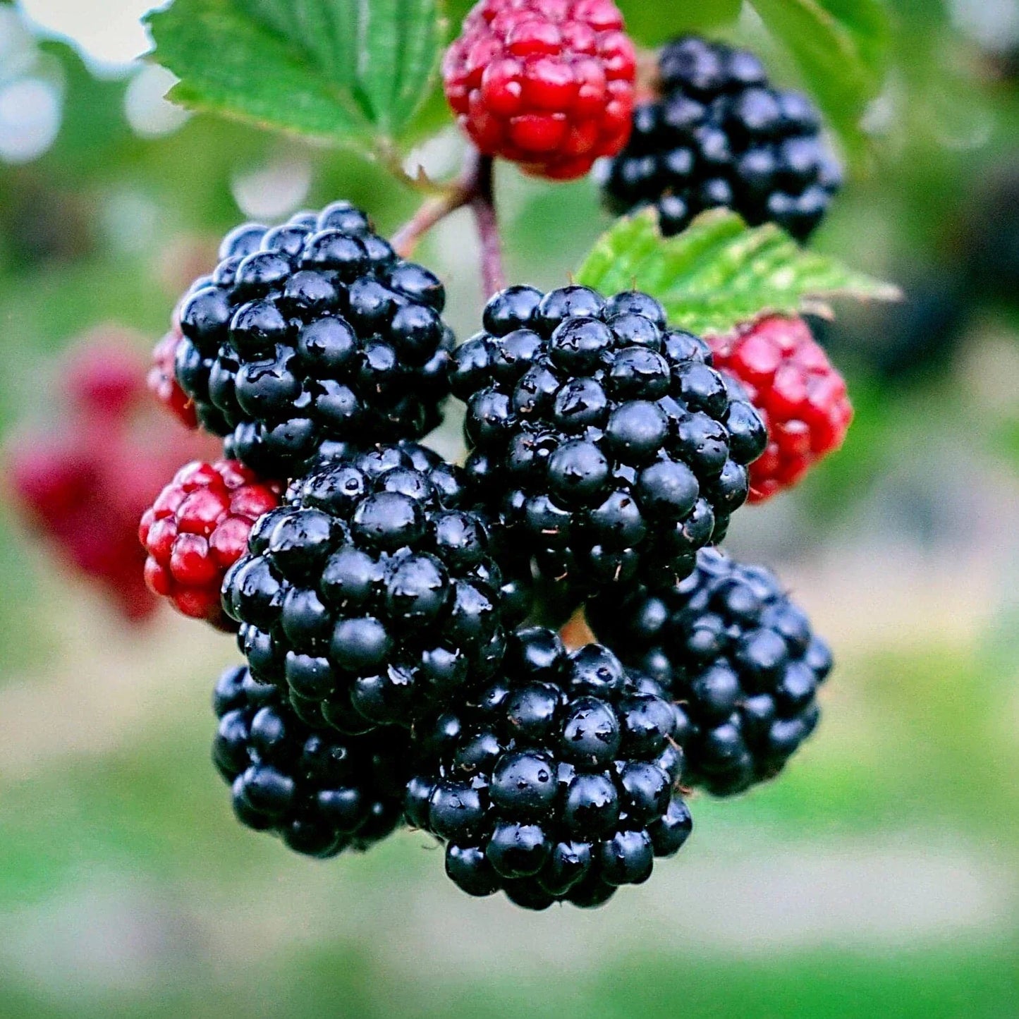 Blackberry Bush Seeds - 20 Pack - Rubus allegheniensis - Hardy Fruit Plant for Zone 3-9