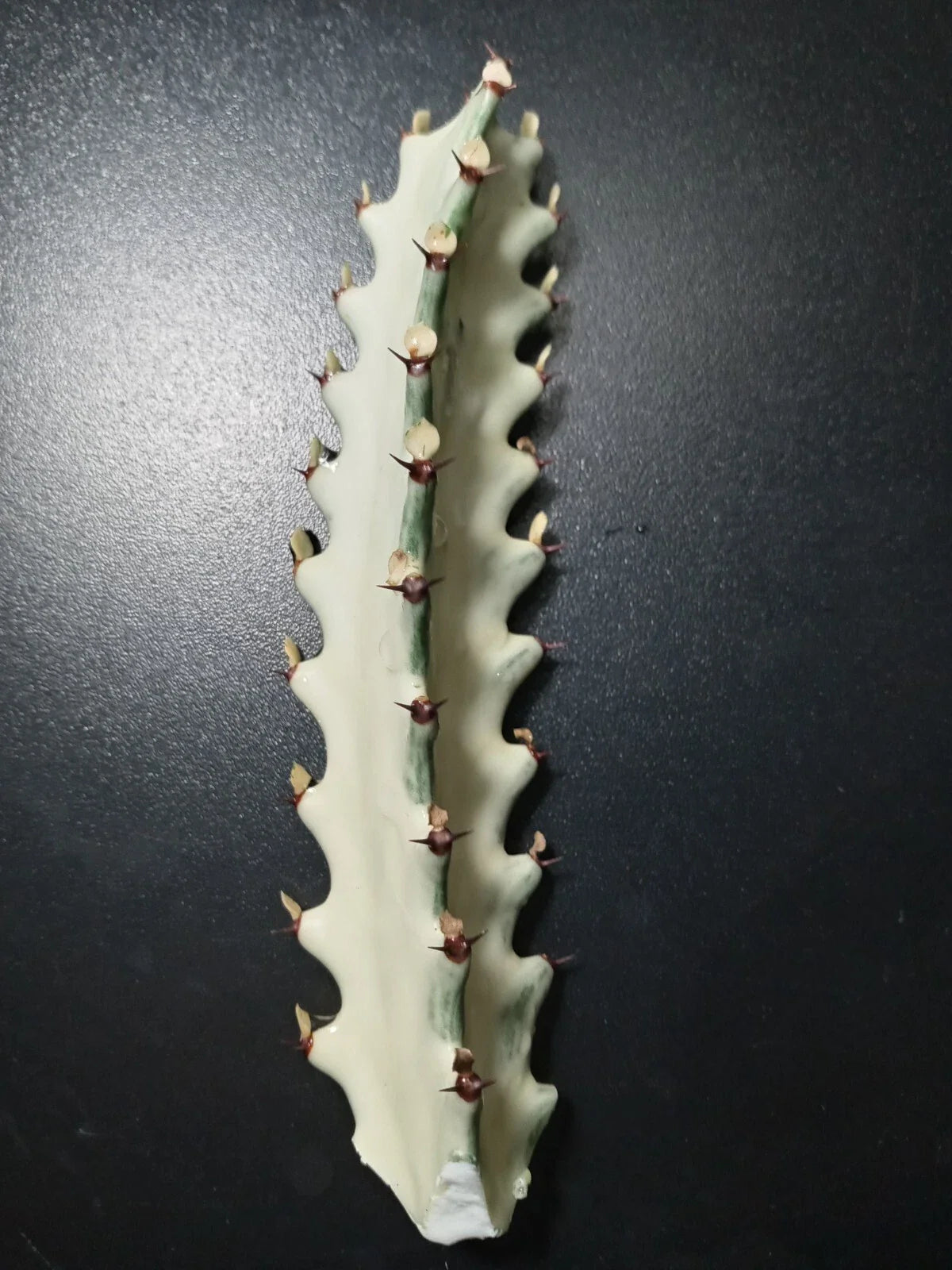 Euphorbia Lactea Starter Cactus 5" Tall Dragon Bones Succulent for Indoor & Outdoor Decor