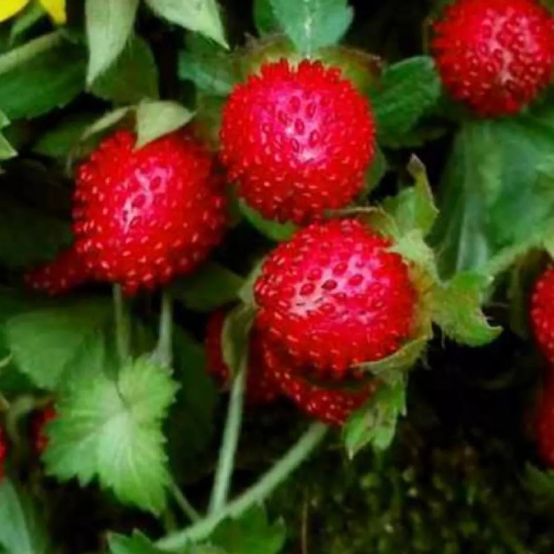Indian Strawberry Seeds - 50+ Pack - Duchesnea Indica Tuttifrutti Groundcover