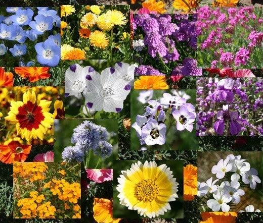 Wildflower Mix Bulk Seeds - 1 Oz Blanket Variety for Pollinator Gardens & Eco-Friendly Landscaping