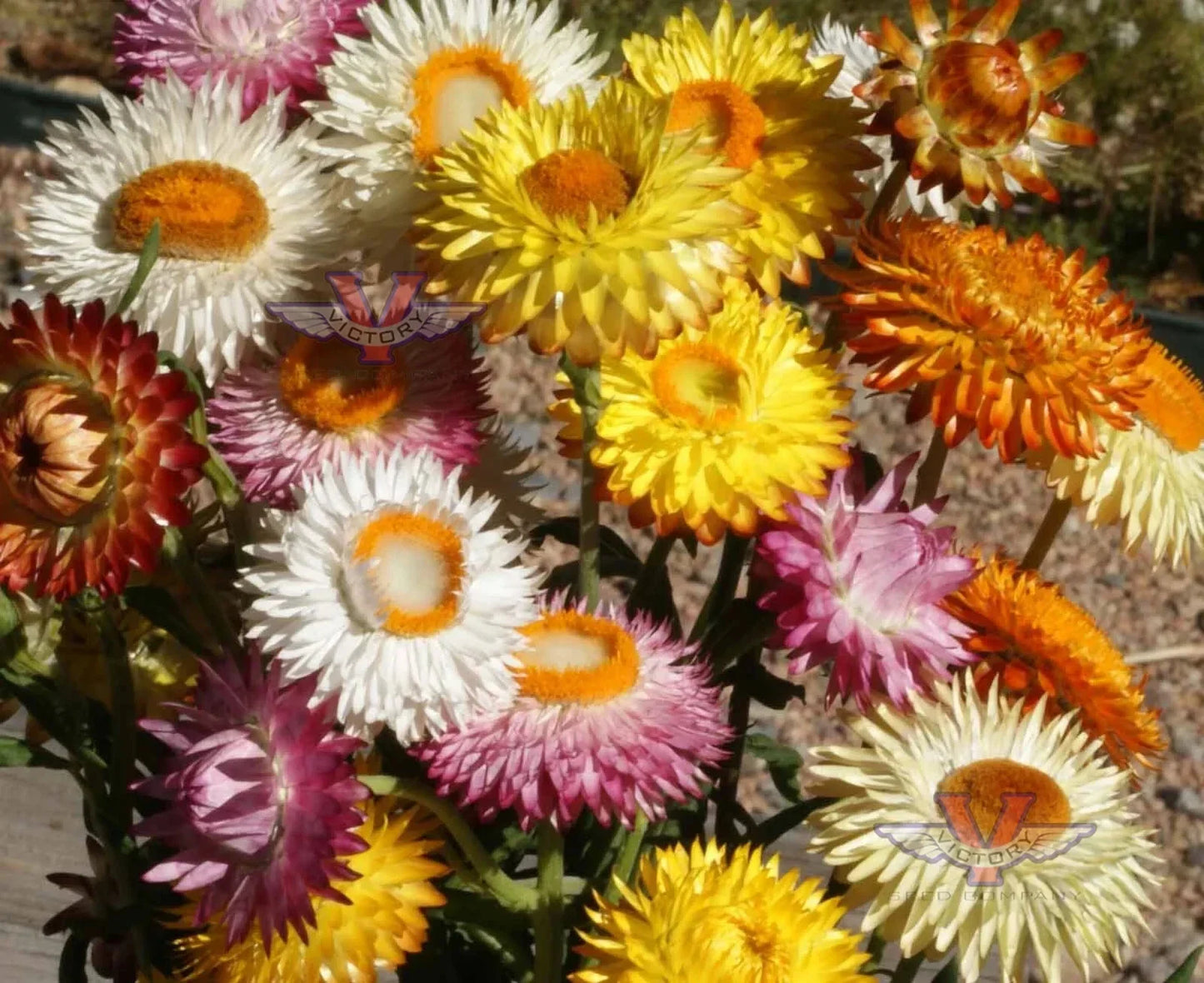 Dwarf Strawflower Mix Seeds - Helichrysum Everlasting Paper Daisy Flower Seeds