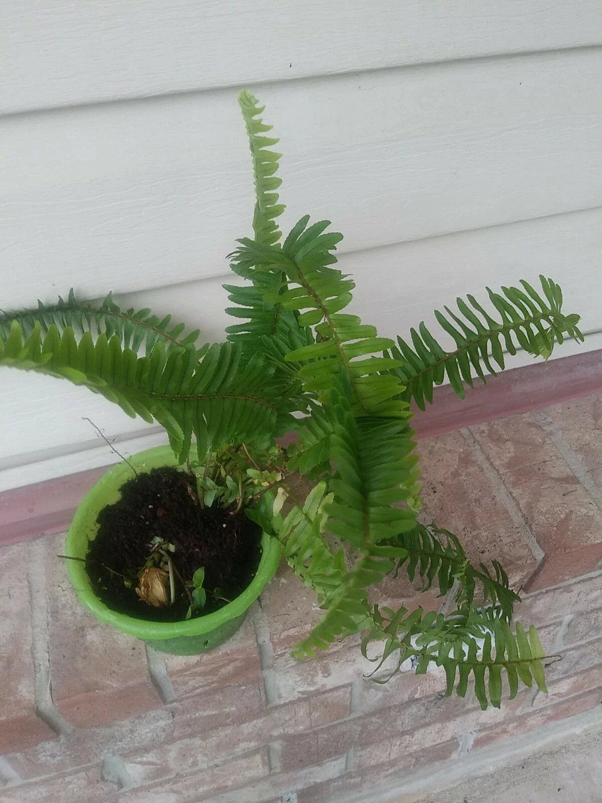 Live Sword Fern Plant - Air Purifying Indoor Fern Nephrolepis exaltata