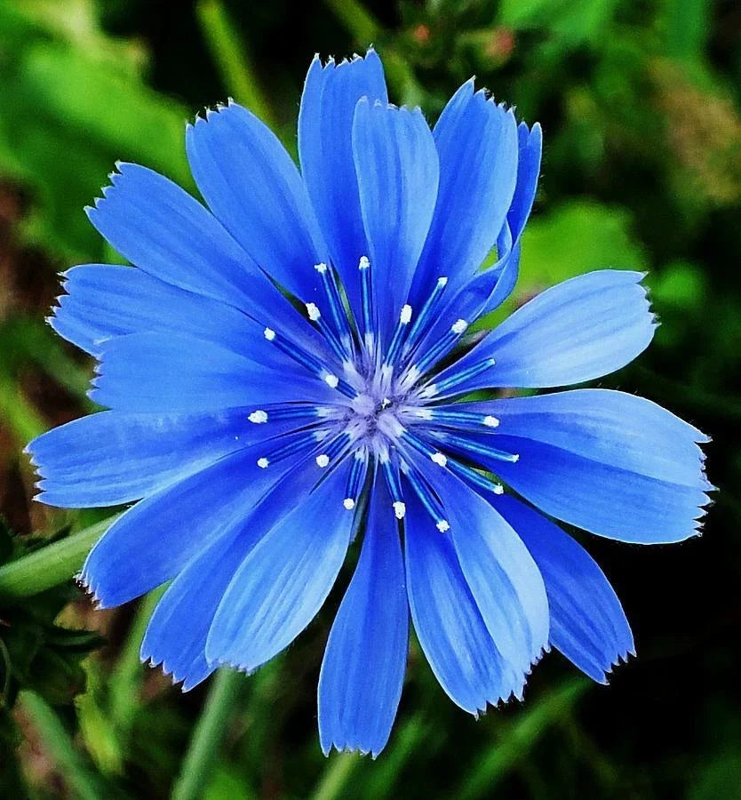 Organic Chicory Flower Seeds for Herbal Tea, Wildflower, Cichorium intybus, Drought-Resistant, Edible, Pollinator-Friendly