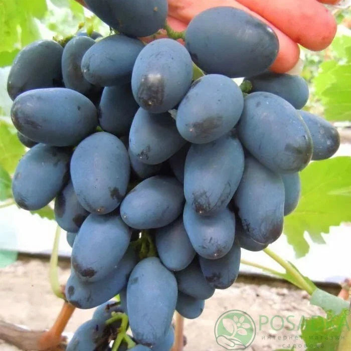 Rada Grape Cuttings - 2 Imported from Ukraine - Easy to Root, No Roots Included