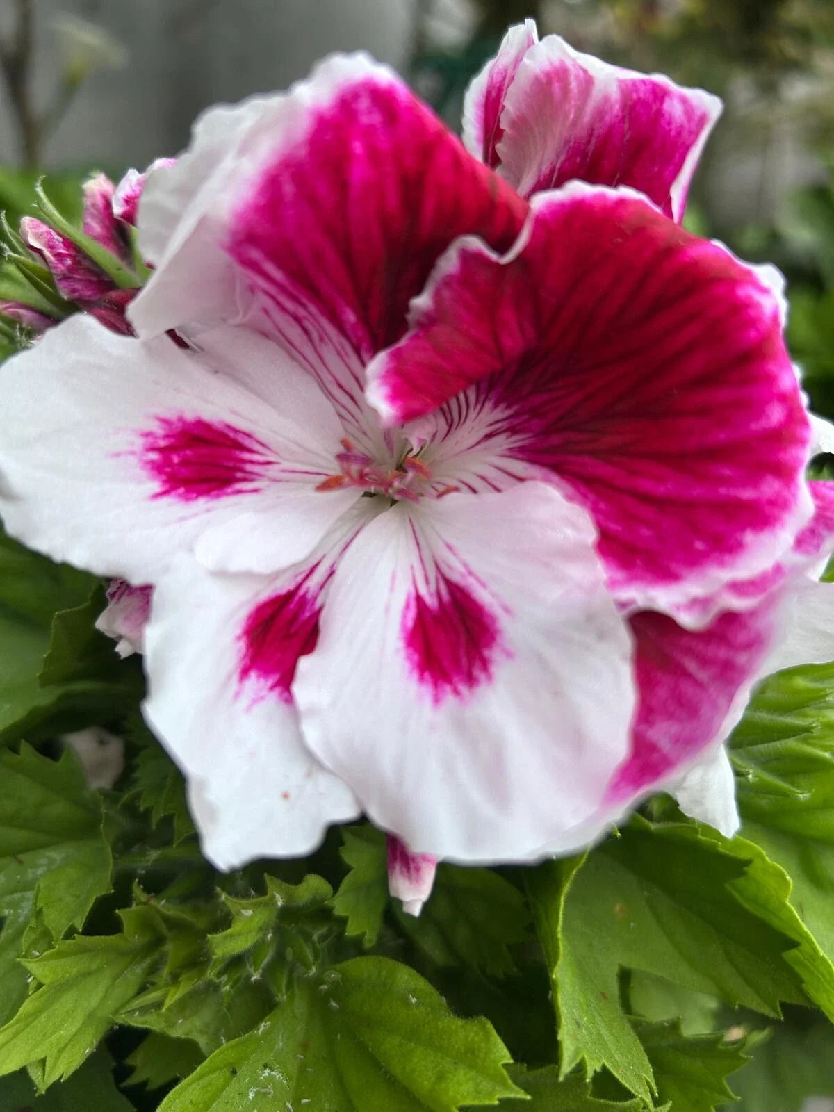 Geranium Live Plant 6-Inch Pelargonium White and Purple Flowering Plant for Garden or Indoor Use