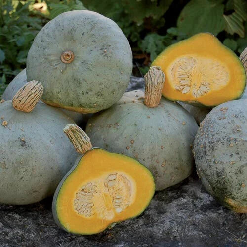 Silver Bell Squash Seeds - Heirloom Cucurbita pepo, Compact Bush-Type, 25 Seeds for Bountiful Harvest