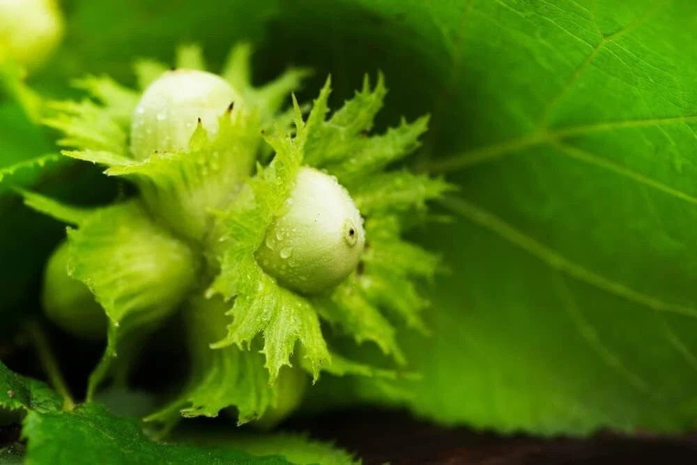American Hazelnut Tree Seeds - Corylus Americana - Nut-bearing, Edible, Native, Hardy, Deciduous, 50+ Seeds