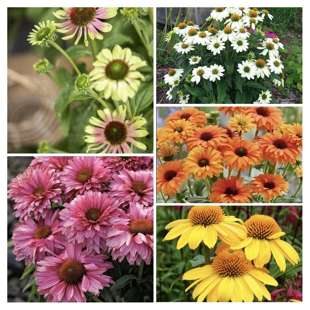 Echinacea 'Color Your World' Combo Live Perennial Plugs – Butterfly Attracting Varieties, Full Sun, Hardy Zones 4b-9b