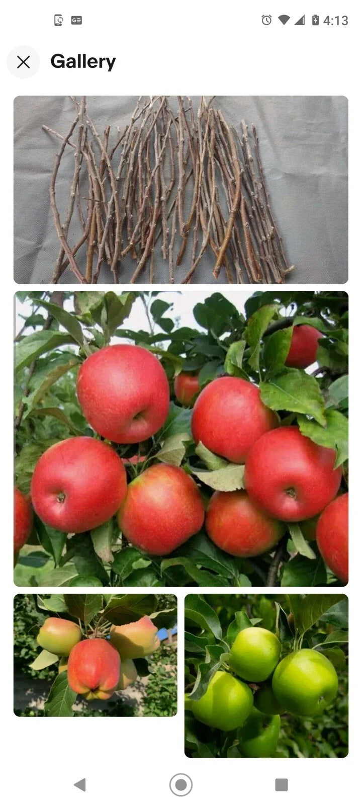 Apple Tree Cuttings 6+1 Free Organic Grafting Scions Malus domestica, Mixed Varieties, Live Plant