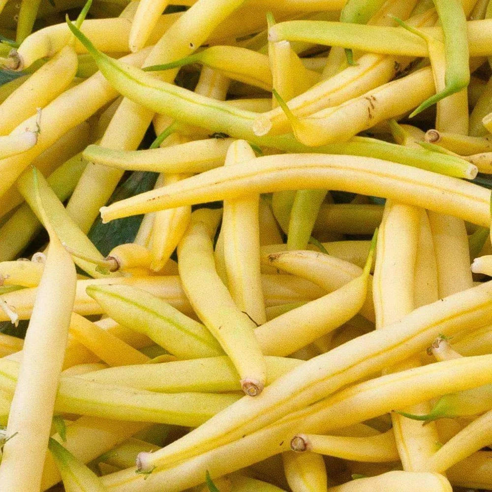 Golden Wax Bean Seeds 50 Ct - Bush Yellow Stringless Vegetable Seeds - Non-GMO Phaseolus vulgaris for Garden, Canning, and Fresh Eating