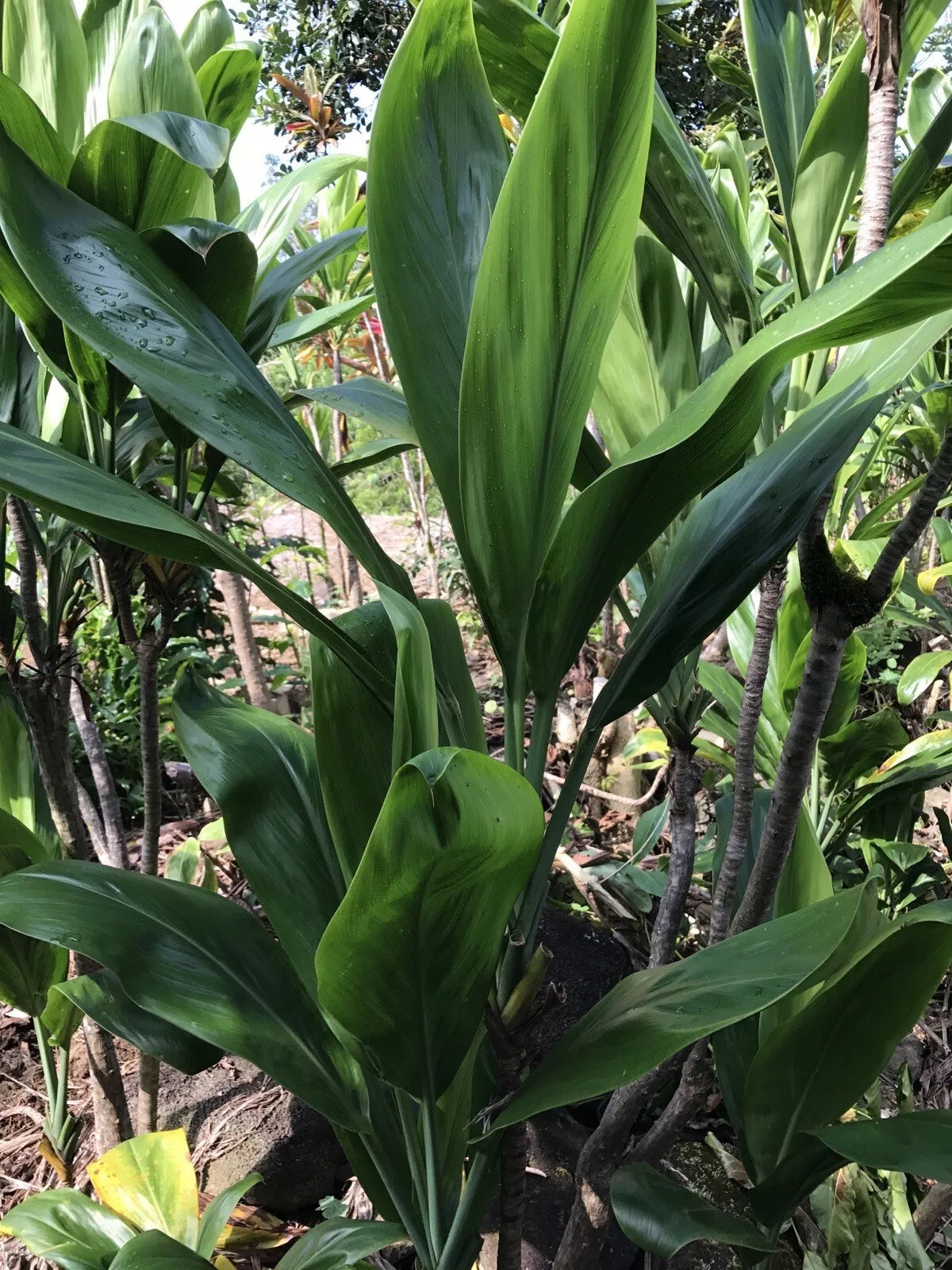 Hawaiian Green Ti Leaf Cuttings 6-Inch Starter Logs Set of 3 Cordyline fruticosa Tropical Plant