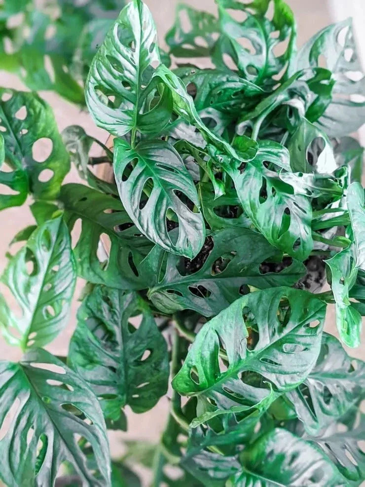 Monstera Adansonii Cuttings - Swiss Cheese Plant Clippings - Indoor/Outdoor Houseplant - Easy Care Greenery - Propagation Set