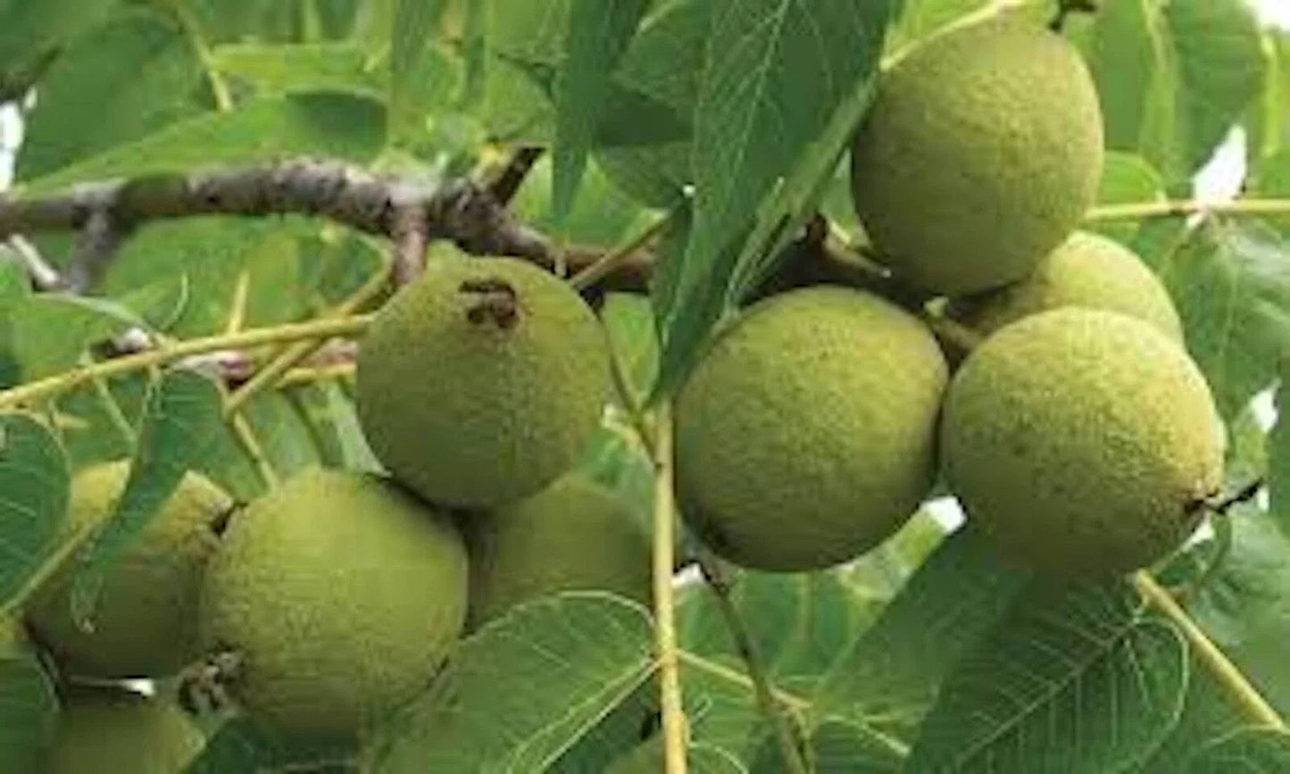 Black Walnut Tree Live Plant 12-24in Bare Root Juglans nigra 5 Pack Deciduous Fast-Growing Zones 4-9