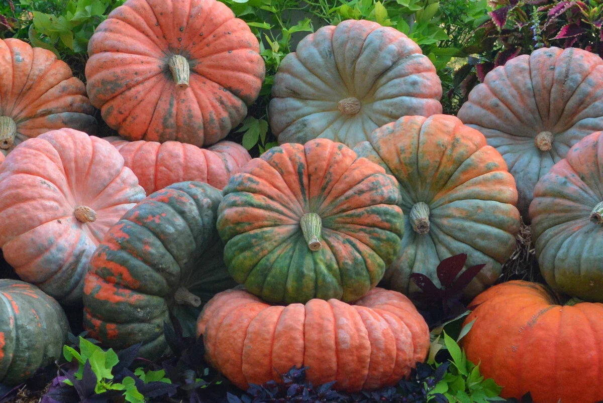 Daybreak Pumpkin F1 Seeds - High Germination Cucurbita pepo Seeds for Planting