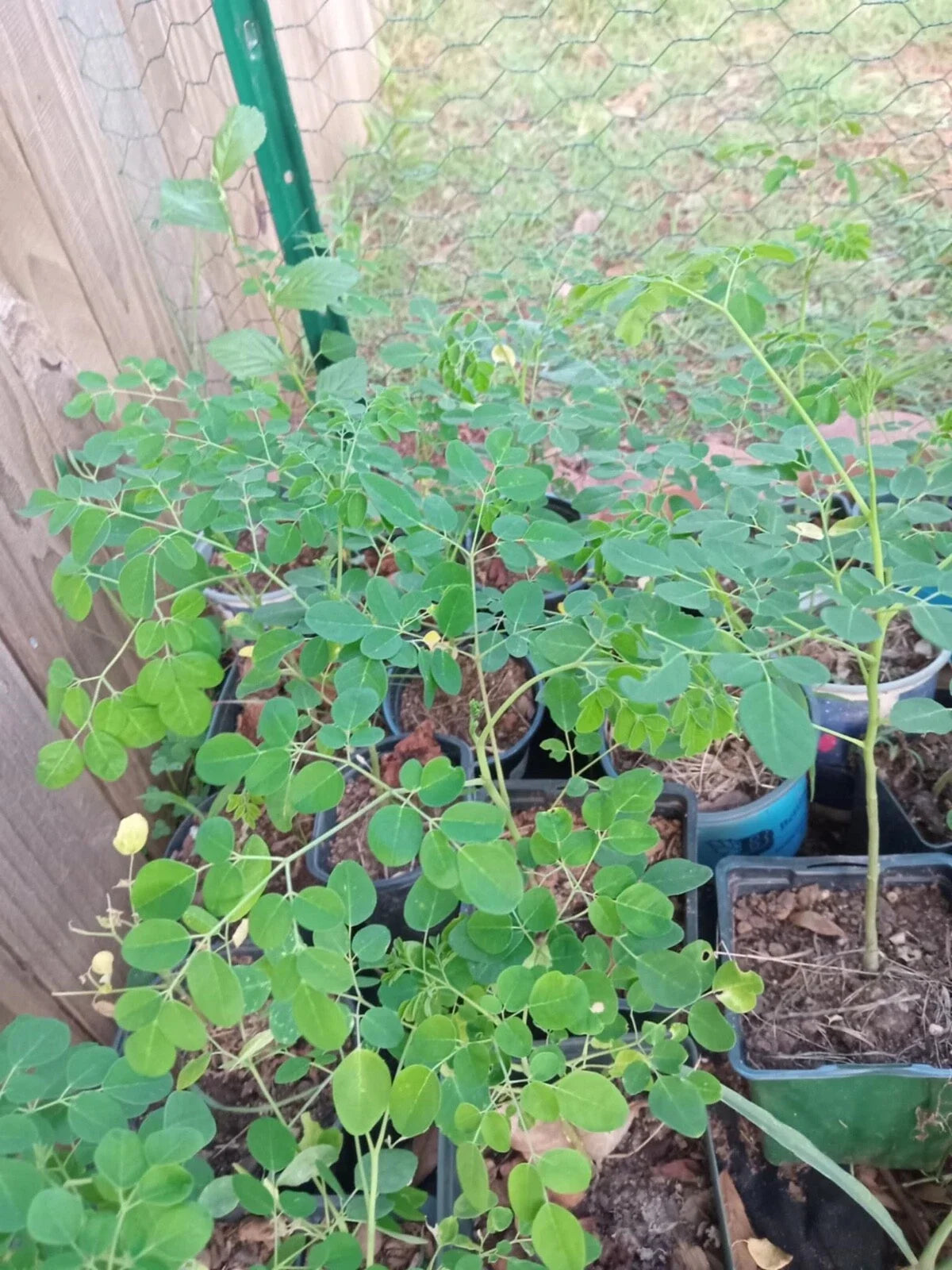Moringa Oleifera Live Plant with Free Seeds | Superfood Gardening | Nutrient-Rich Moringa Tree