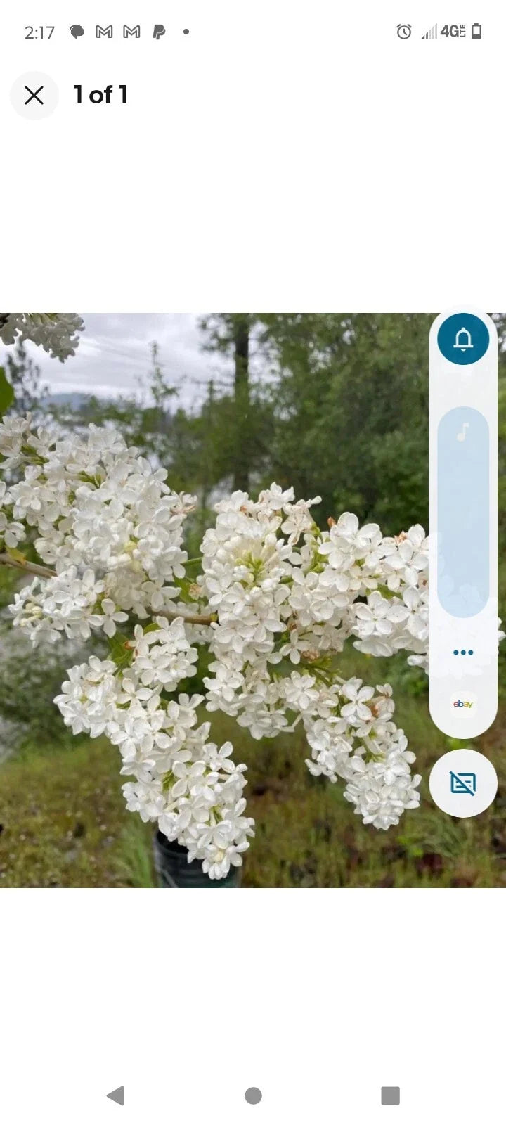 Bare Root Lilac Bushes 15 White Syringa vulgaris Fragrant Flowers for Garden Hedges & Borders