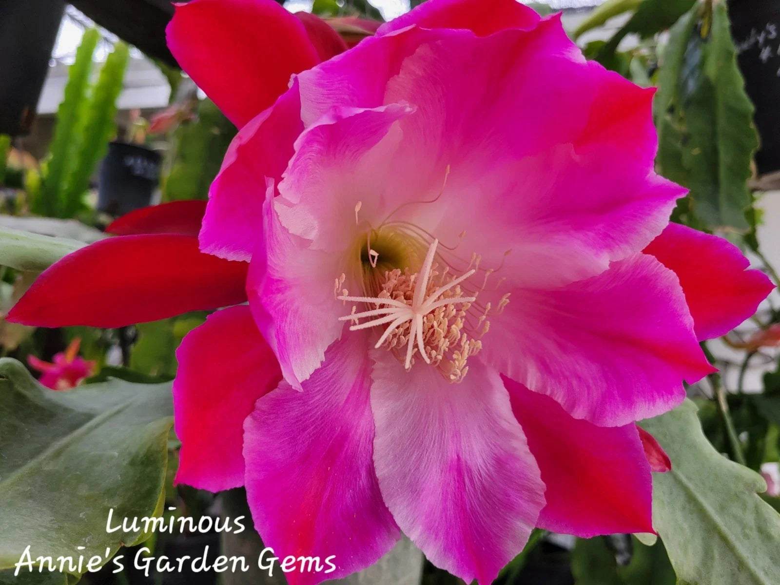 Epiphyllum Luminous Orchid Cactus 4-Inch Pot Well-Rooted with Large Flowers Epiphyllum oxypetalum