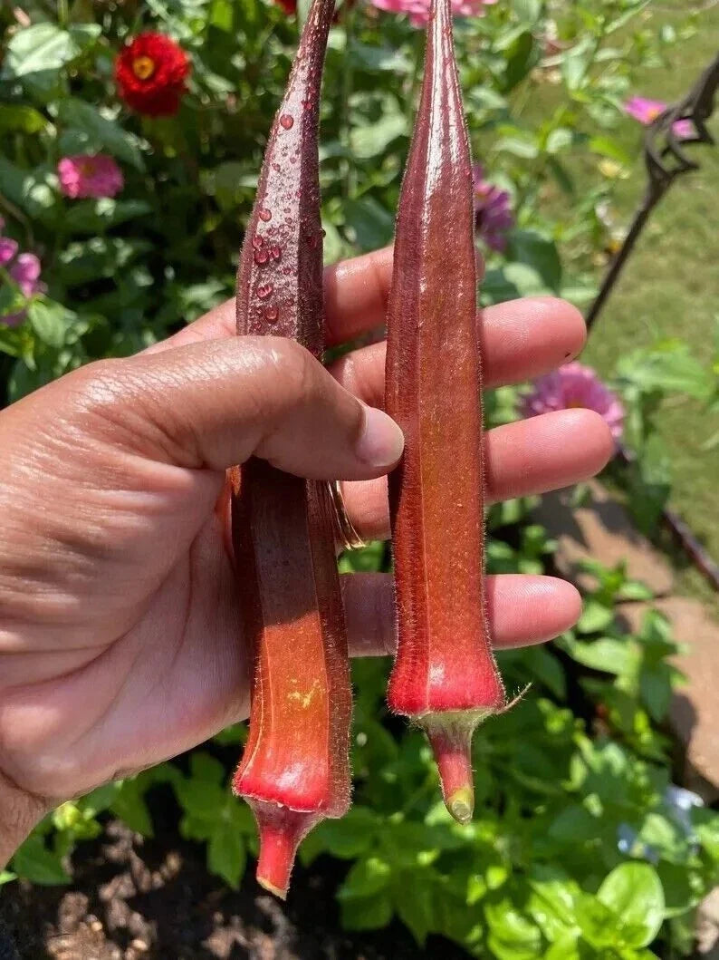 Red Burgundy Okra Seeds - Non-GMO Heirloom Vegetable Seeds for Home Garden, Abelmoschus esculentus