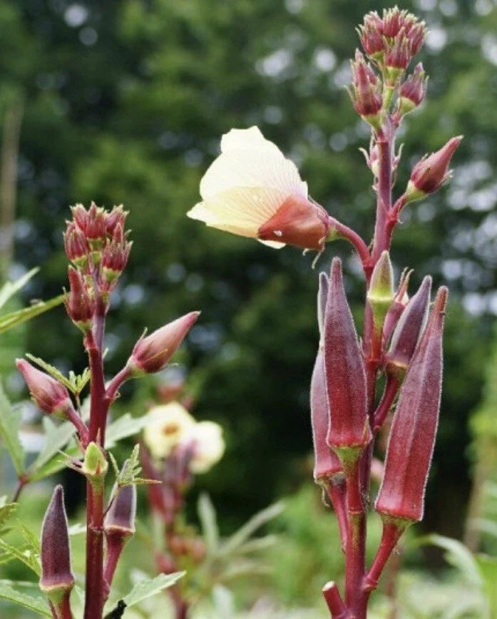 Red Burgundy Okra Seeds - Non-GMO Heirloom Abelmoschus esculentus, 200 Pack, Easy to Grow, Vibrant Red Pods, USA Seller, Free Shipping