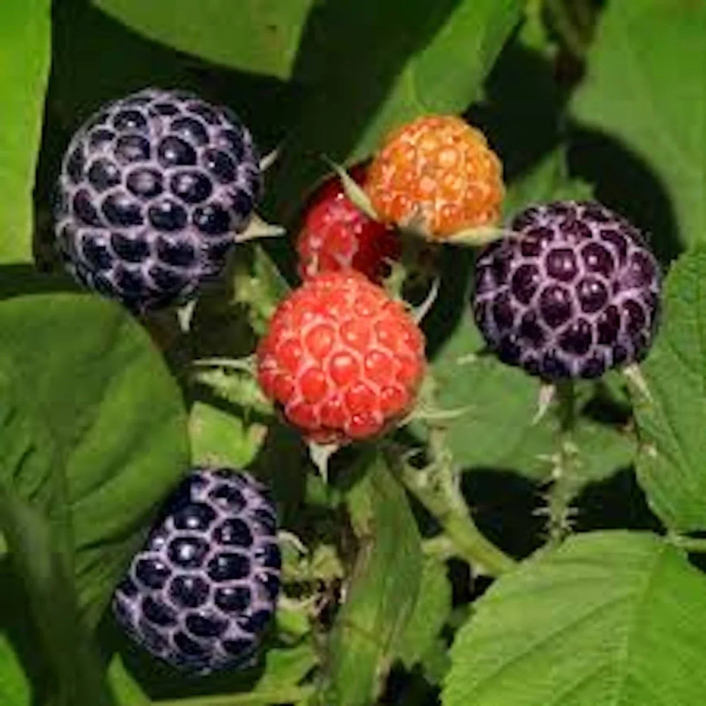 Glencoe Thornless Purple Raspberry Plants - 5 Bare Root Starter Plants for Home Garden