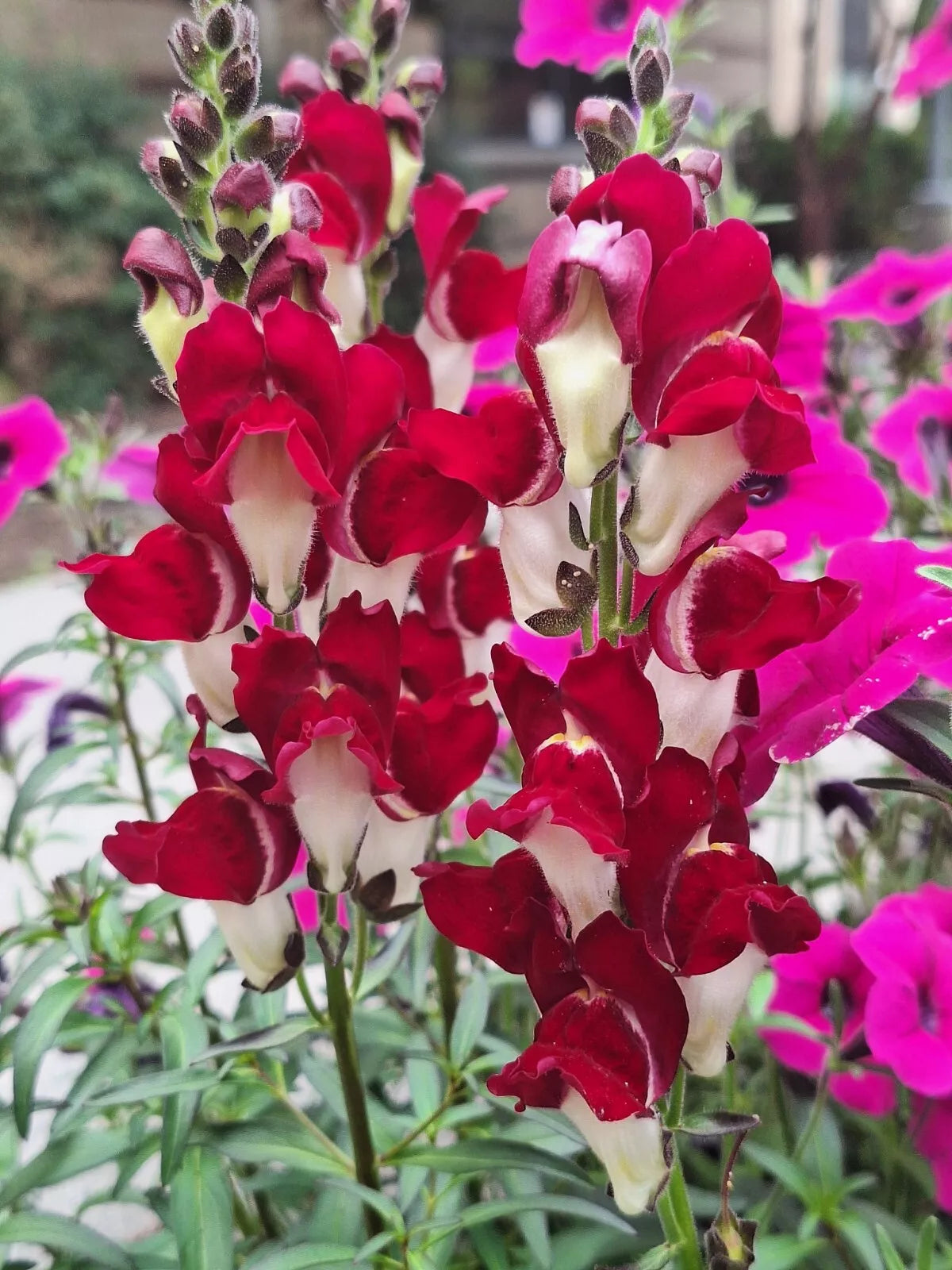 Snapdragon Seeds - 200 Count - Deep Red with White Throat - Antirrhinum majus for Garden Beds & Containers