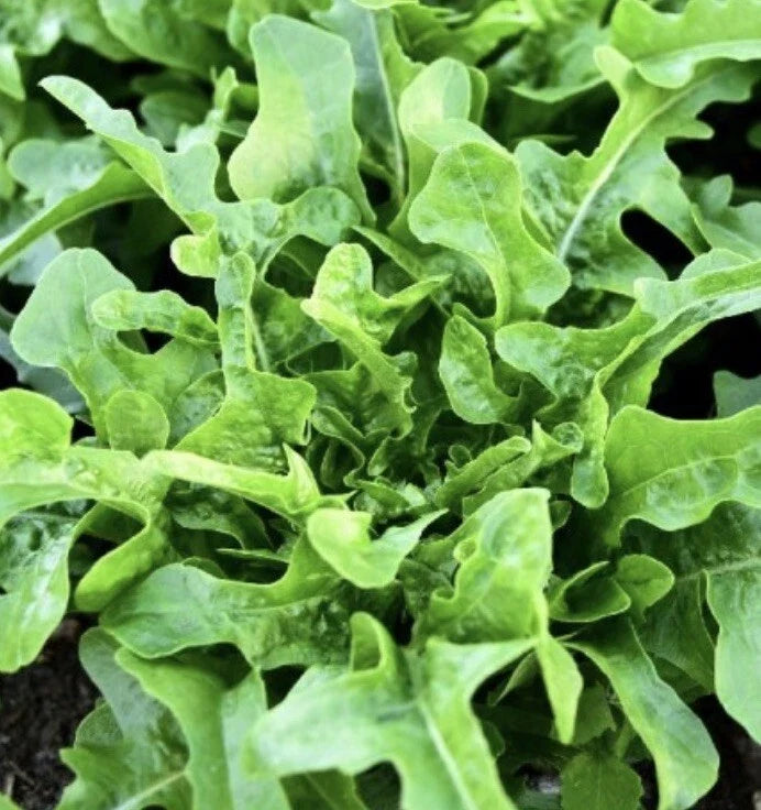 Oakleaf Lettuce Seeds - 2,000 Non-GMO Heirloom Salad Garden Seeds Lactuca sativa, Green, Bulk, Full Sun