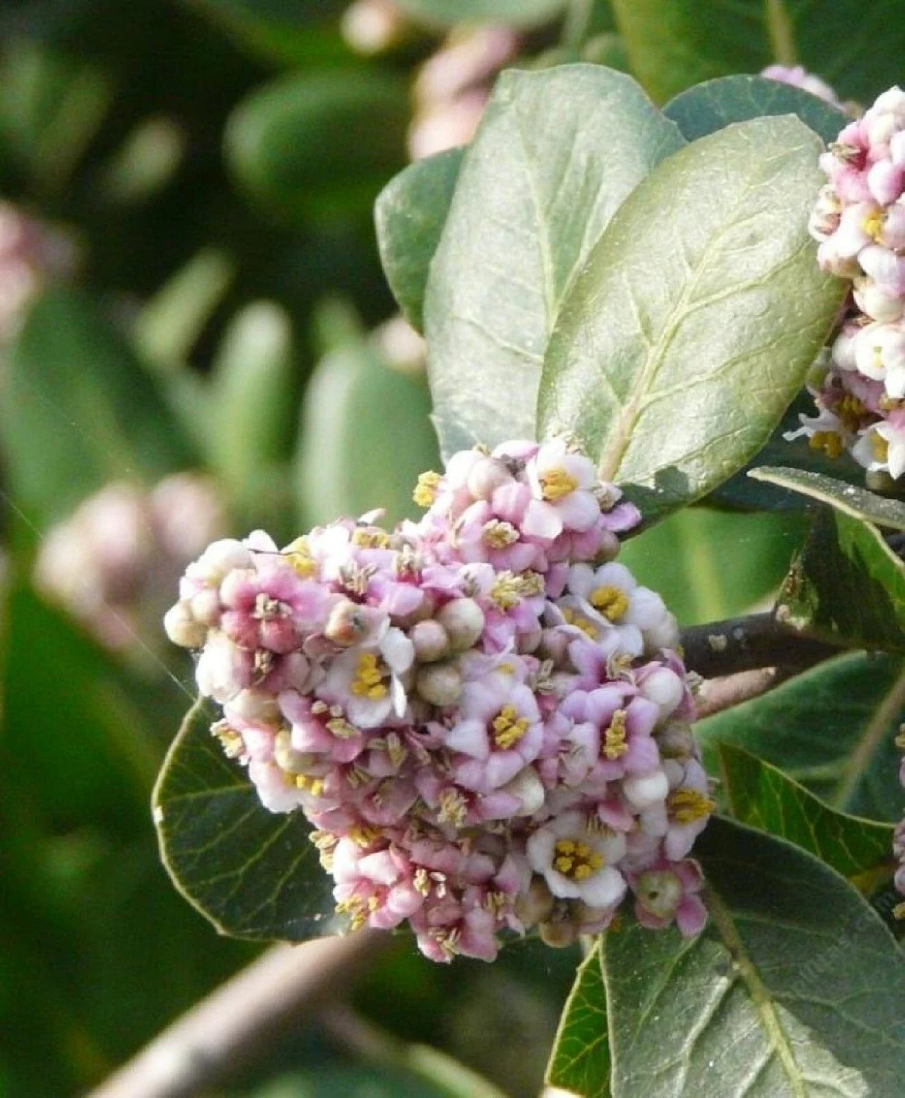 Lemonade Berry Seeds - Rhus Integrifolia Drought-Tolerant Native Shrub for Landscaping, 10 Pack