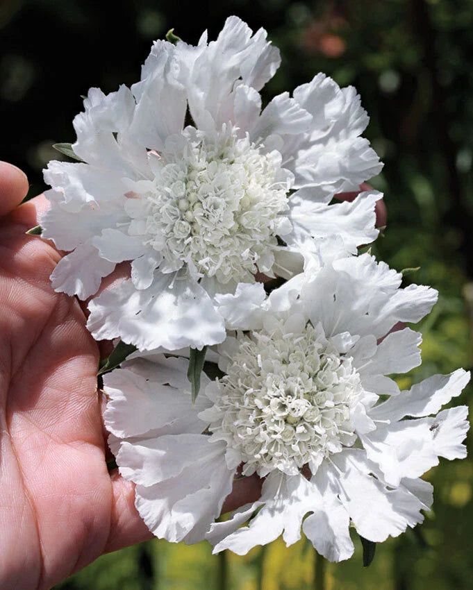 Scabiosa Pincushion Flower Seeds - Fresh White, 70 Seeds, Scabiosa caucasica