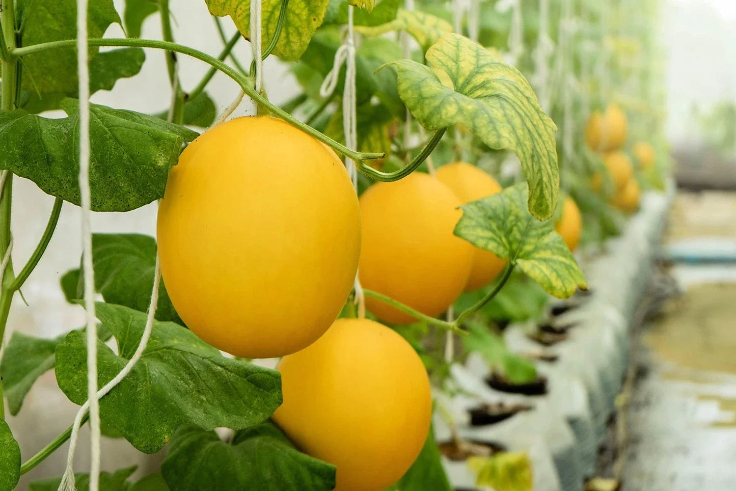 Hanging Canary Yellow Melon Seeds - Cucumis melo - Space-Saving Vining Variety - Made in USA, Non-GMO, Fast Shipping