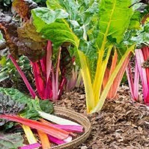 Organic Rainbow Swiss Chard Seeds - Heirloom Beta vulgaris subsp. cicla for Home Gardening