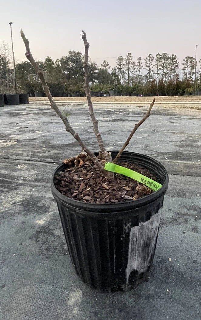 Alma Fig Tree Live Plant in 1 Gal Pot, Ficus carica, Fruiting Variety for Home Garden, Container, Small Garden