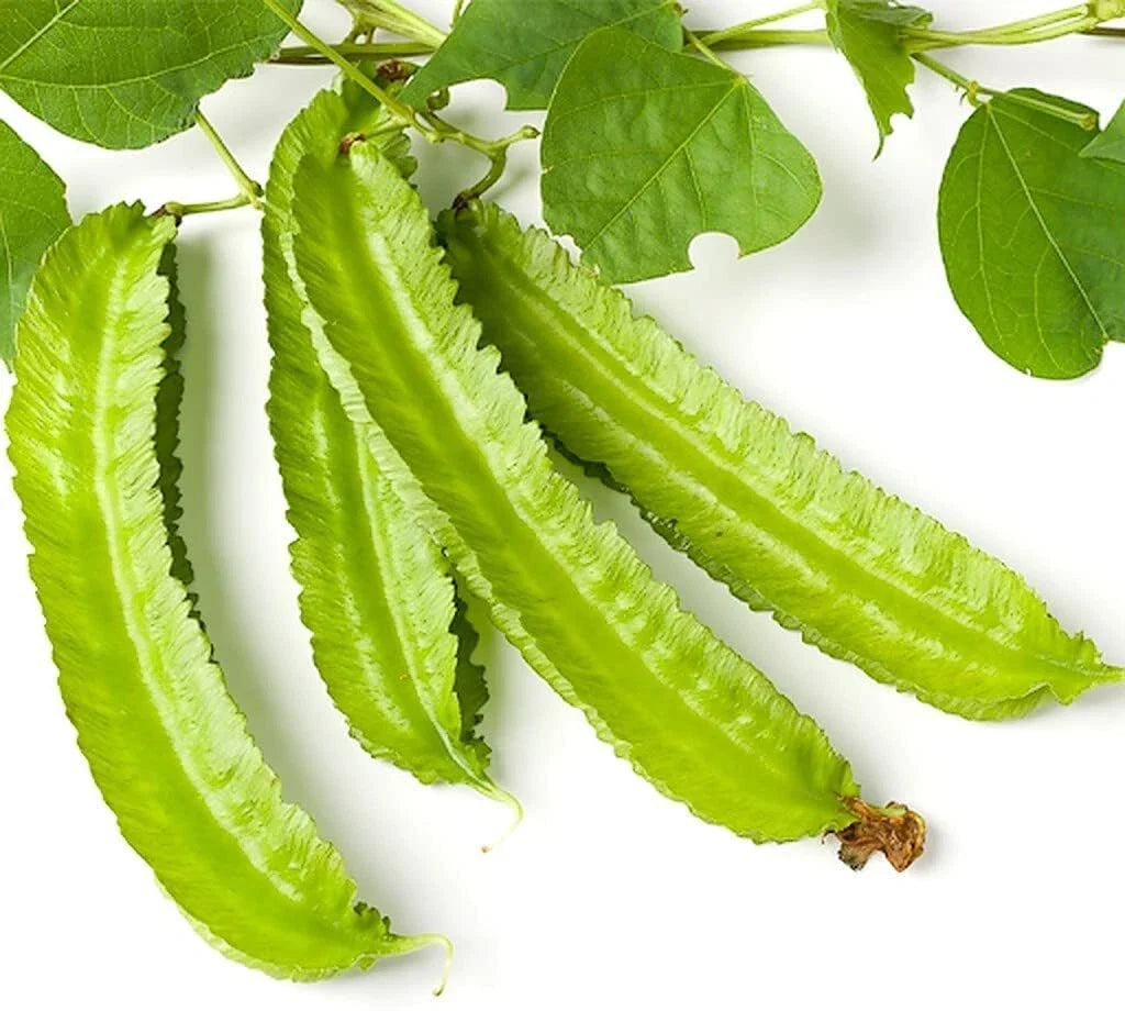 Winged Bean Seeds - 10 Pack, Psophocarpus tetragonolobus, Exotic Asian Climbing Vine, Edible Pods & Leaves