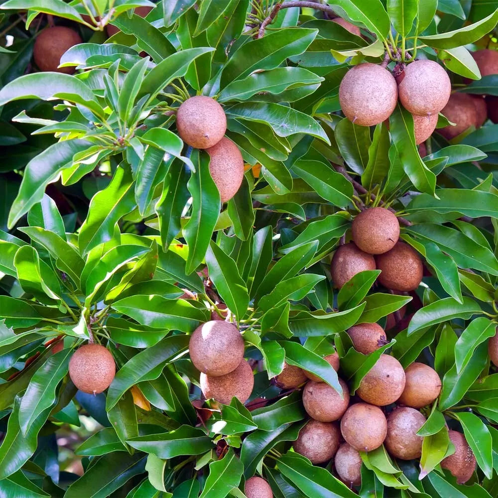 Sapodilla Tree Seeds - Tropical Manilkara zapota Brown Sugar Fruit - Pack of Seeds for Growing