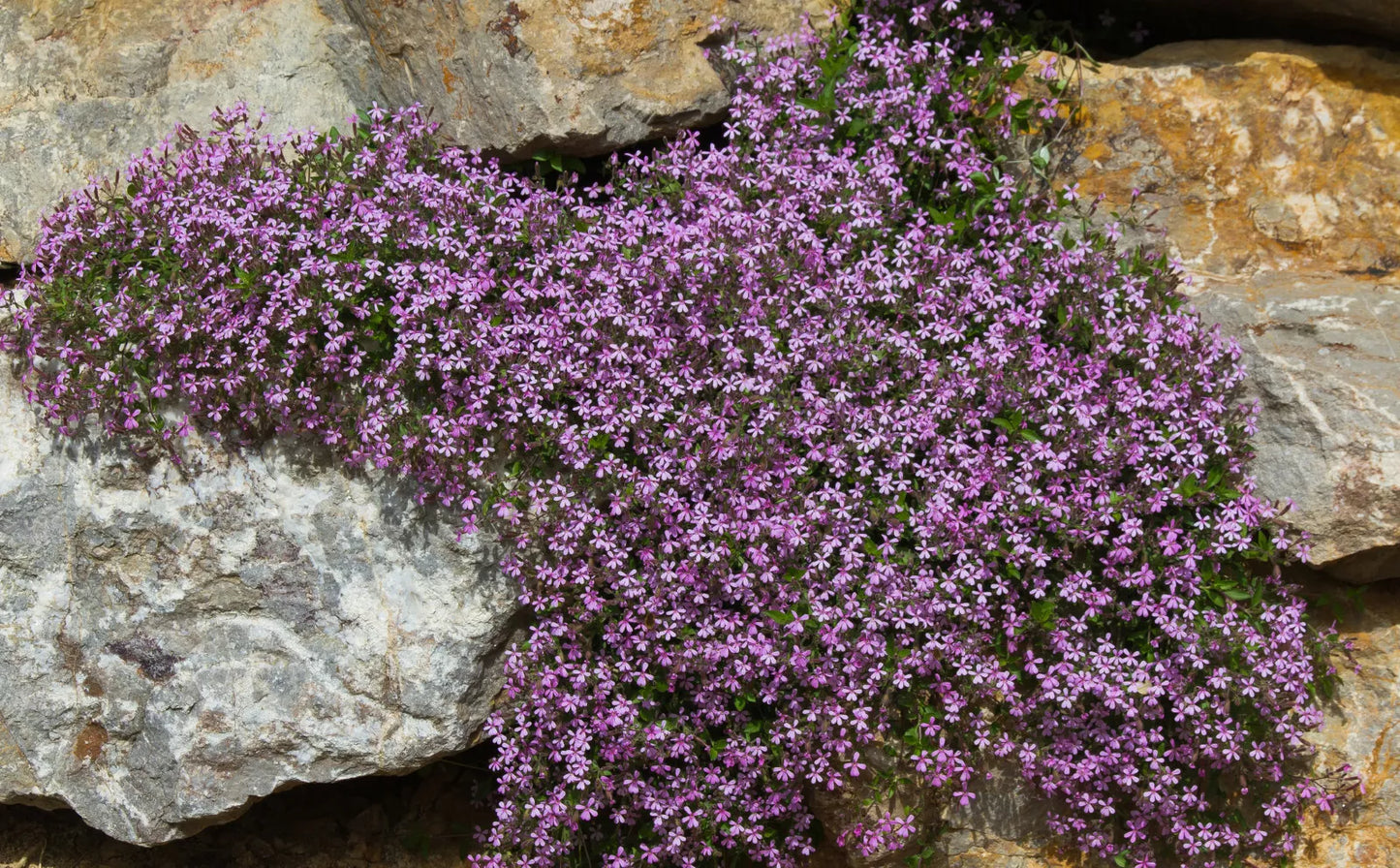 Pink Rock Soapwort Flower Seeds - 1,000 Count - Saponaria Ocymoides