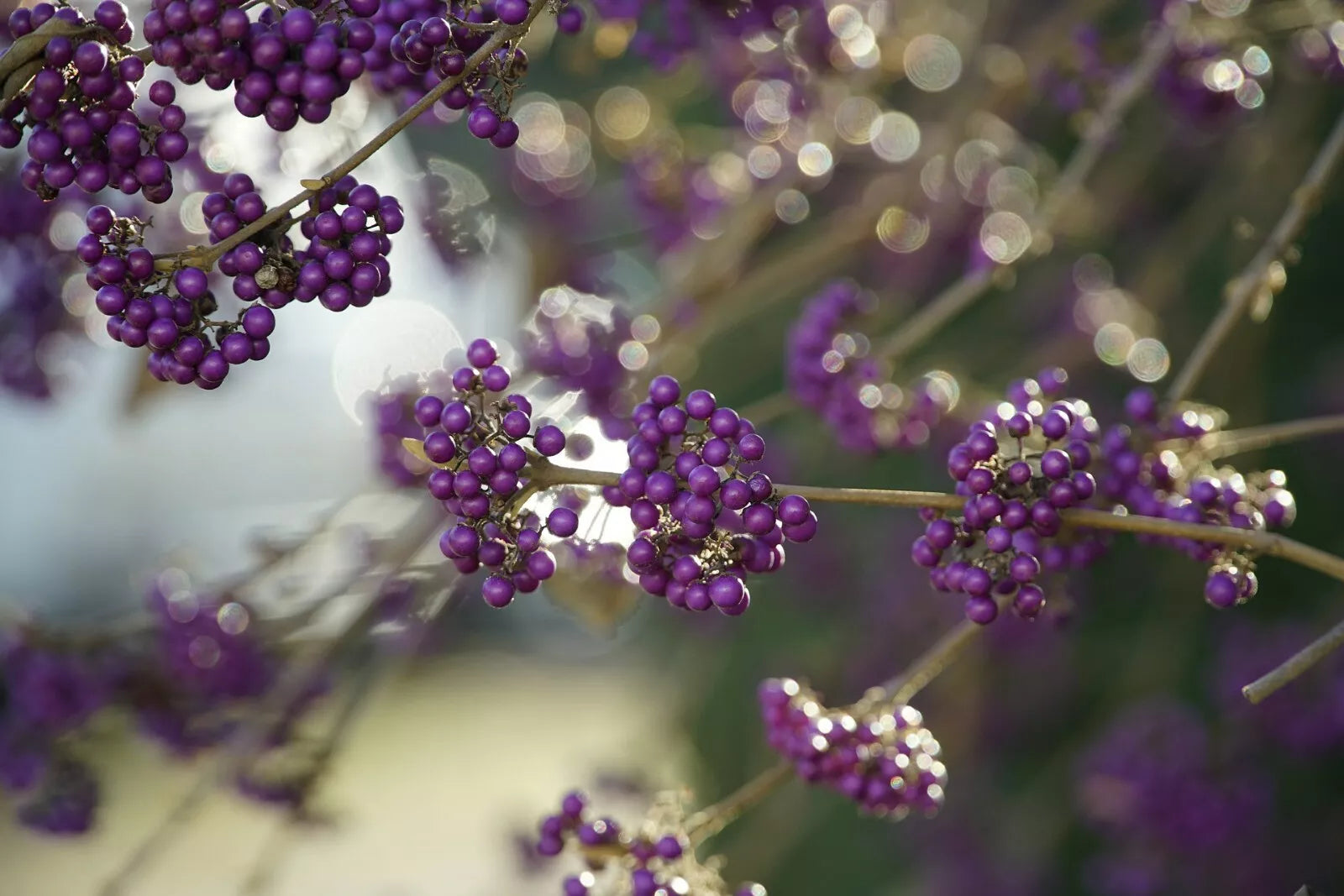 American Beautyberry Seeds - Perennial Callicarpa americana - Vibrant Purple Berries, Wildlife Attractant, 30+ Seeds