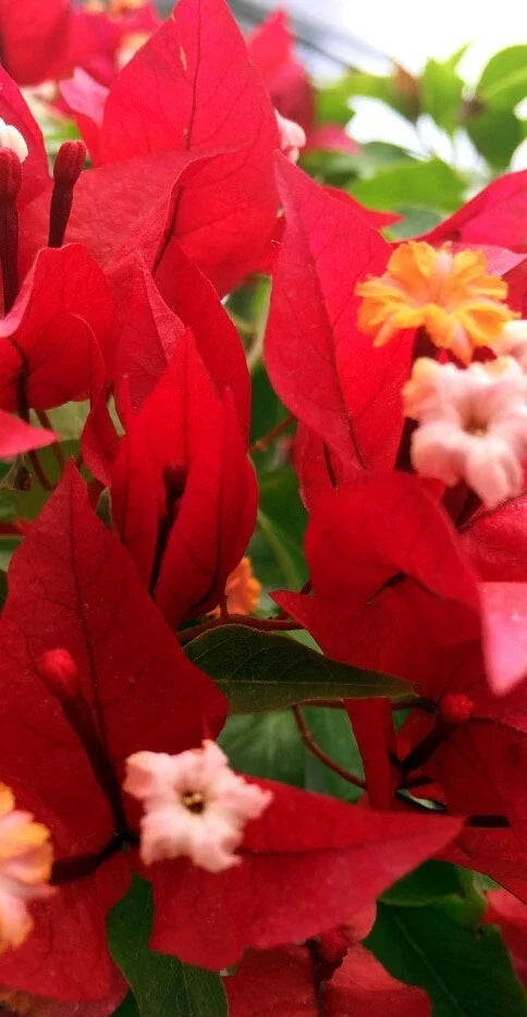 Ruby Bougainvillea Starter Plant - Well Rooted Plug - Bougainvillea glabra - Vibrant Red Flowers for Garden & Patio