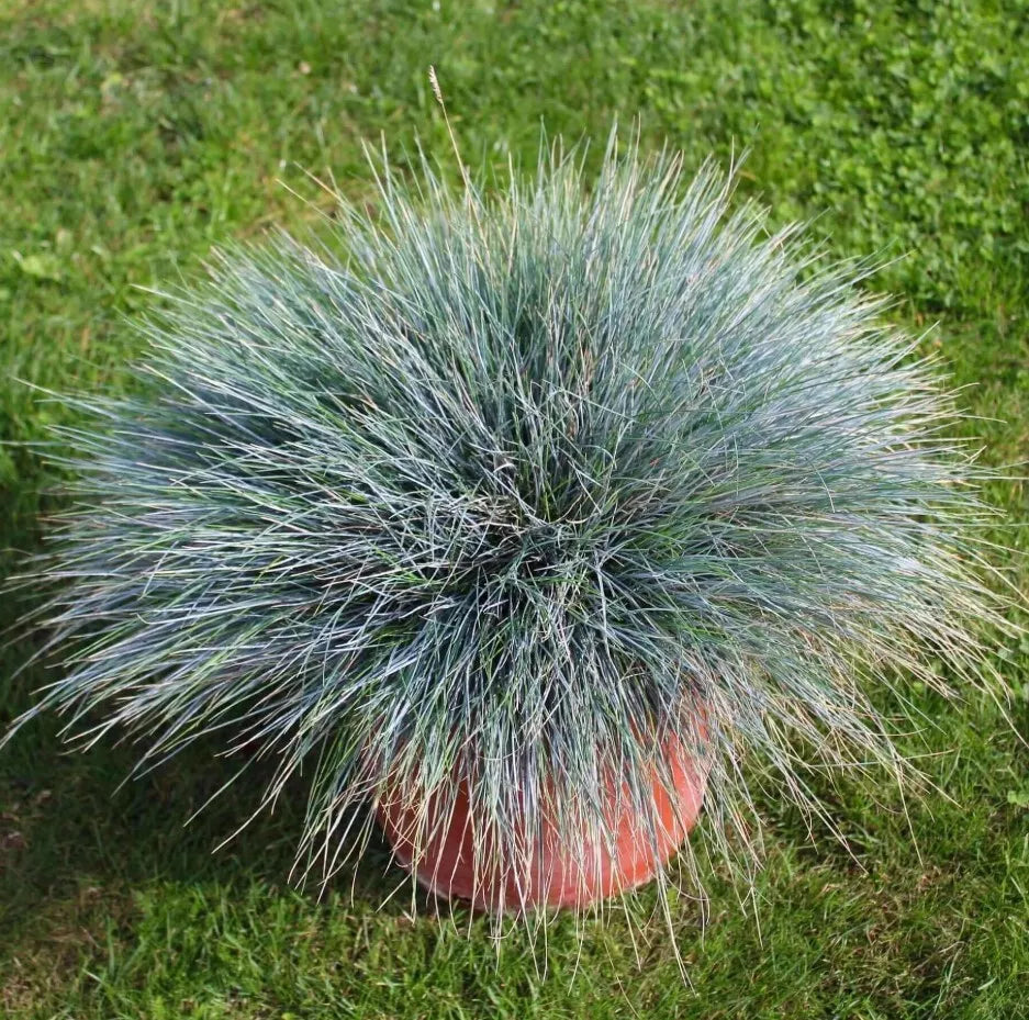 Blue Fescue Grass Plants Set of 2 | Drought-Tolerant Ornamental Groundcover | Festuca Glauca in 4" Pots