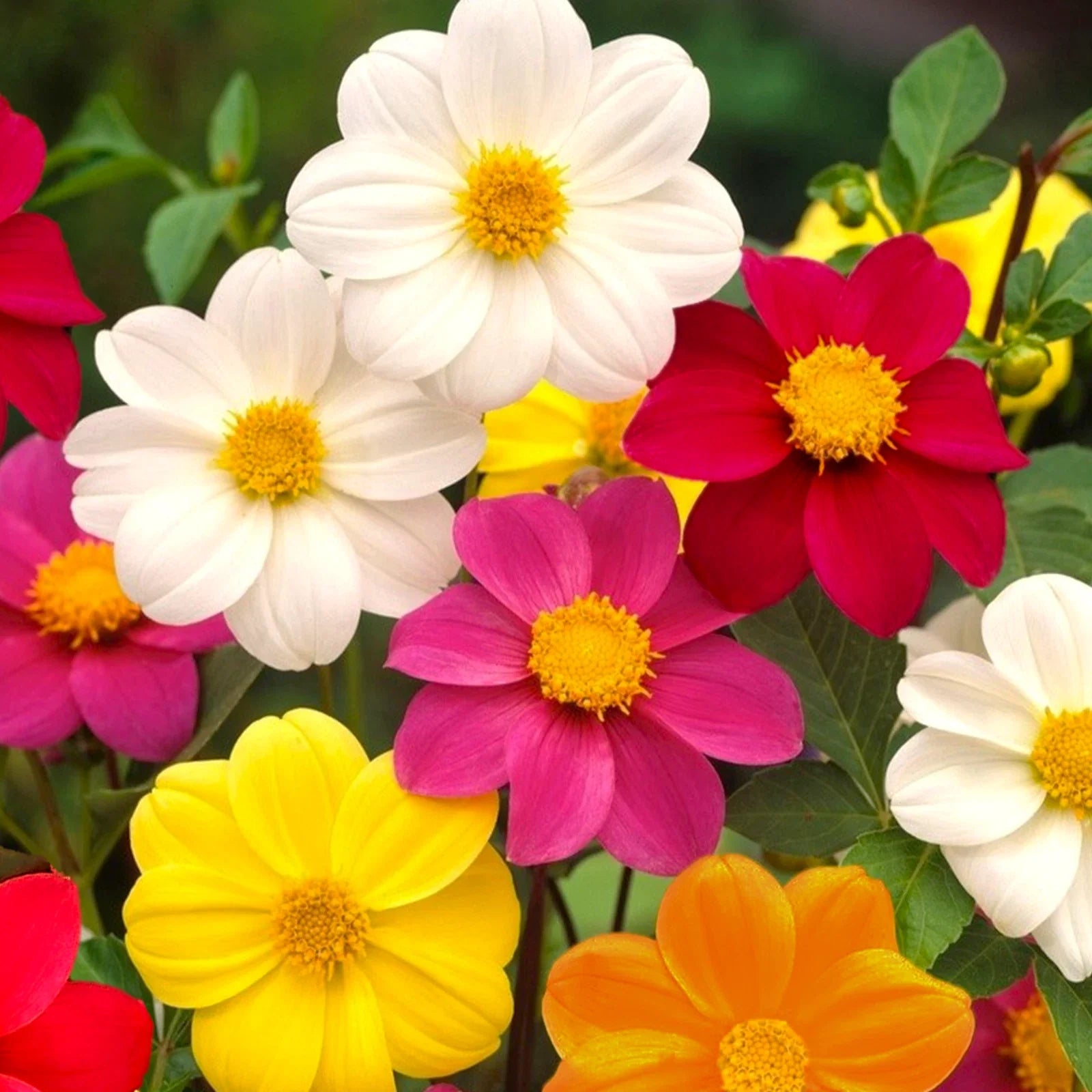 Dahlia Seeds - Mignon Mix Dwarf Single - Dahlia variabilis - Compact, Colorful, Pollinator-Friendly, Summer Blooms