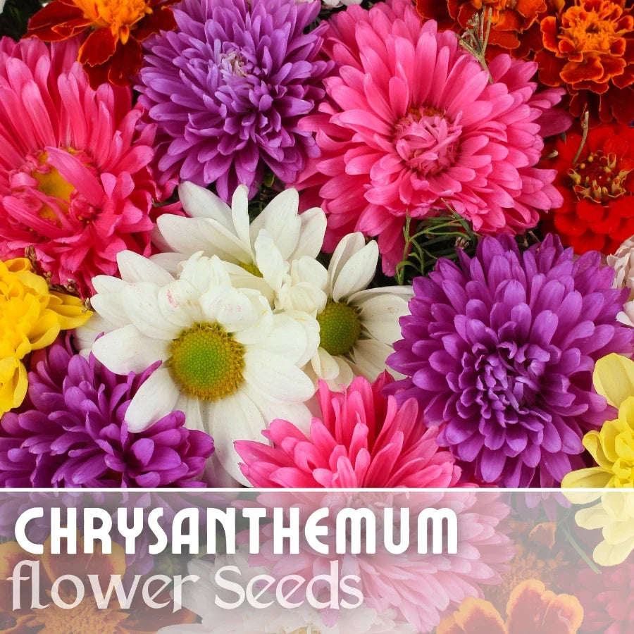 Chrysanthemum Seeds Bountiful Mix, Annual Flower Seeds, Mum Flower, Chrysanthemum morifolium, Garden Planting
