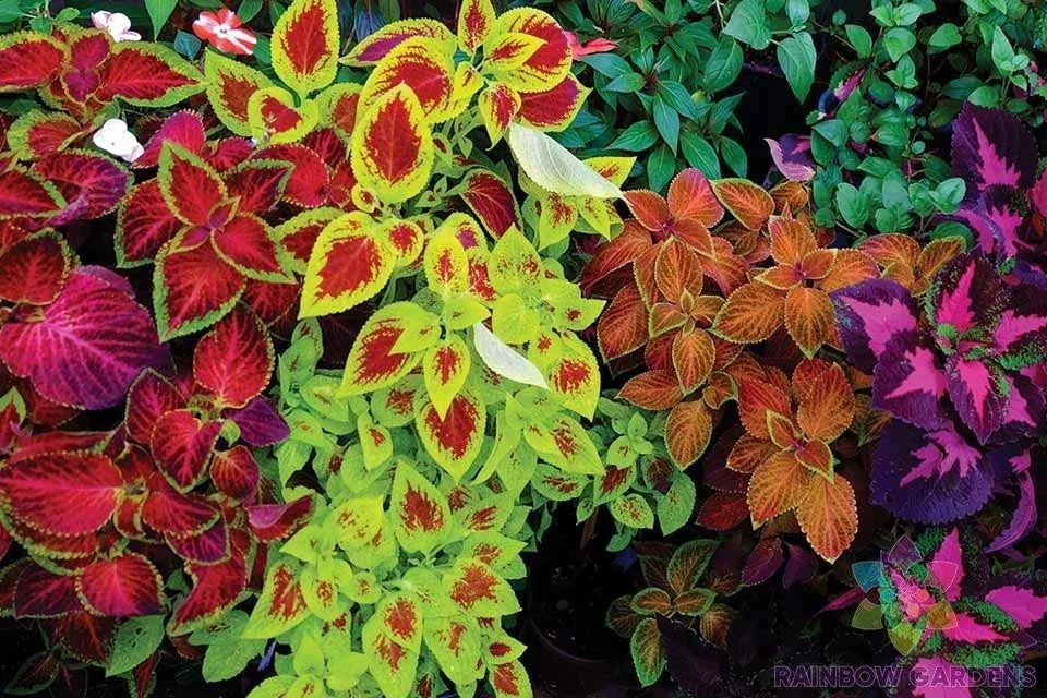 Mixed Coleus Seeds Pack – Colorful Foliage – Easy to Grow – Plectranthus scutellarioides – Garden Planting Seeds