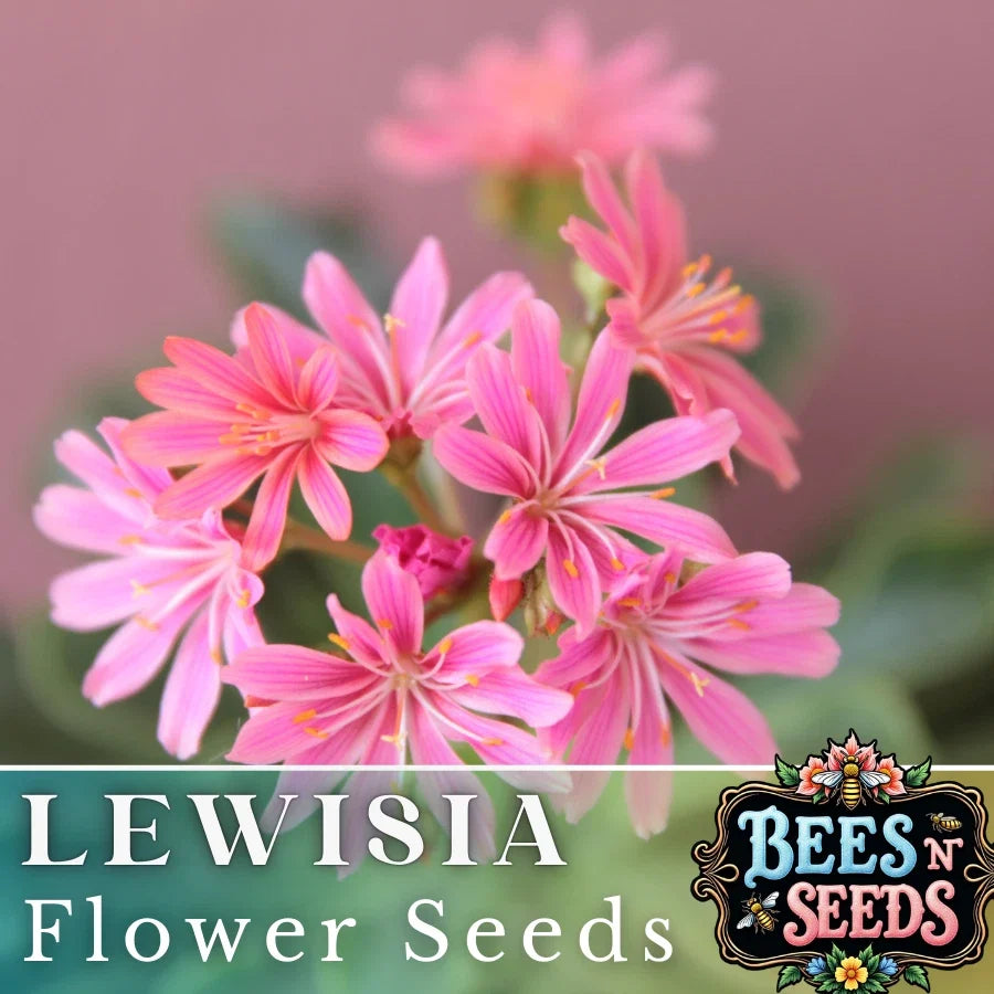 Pinkie Lewisia Seeds – Non-GMO Flower Seeds, Pink Lewisia cotyledon, Drought-Tolerant Perennial for Rock Gardens & Containers