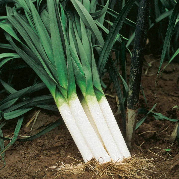 American Flag Leek Seeds Broad London Variety NON-GMO Heirloom Allium ampeloprasum