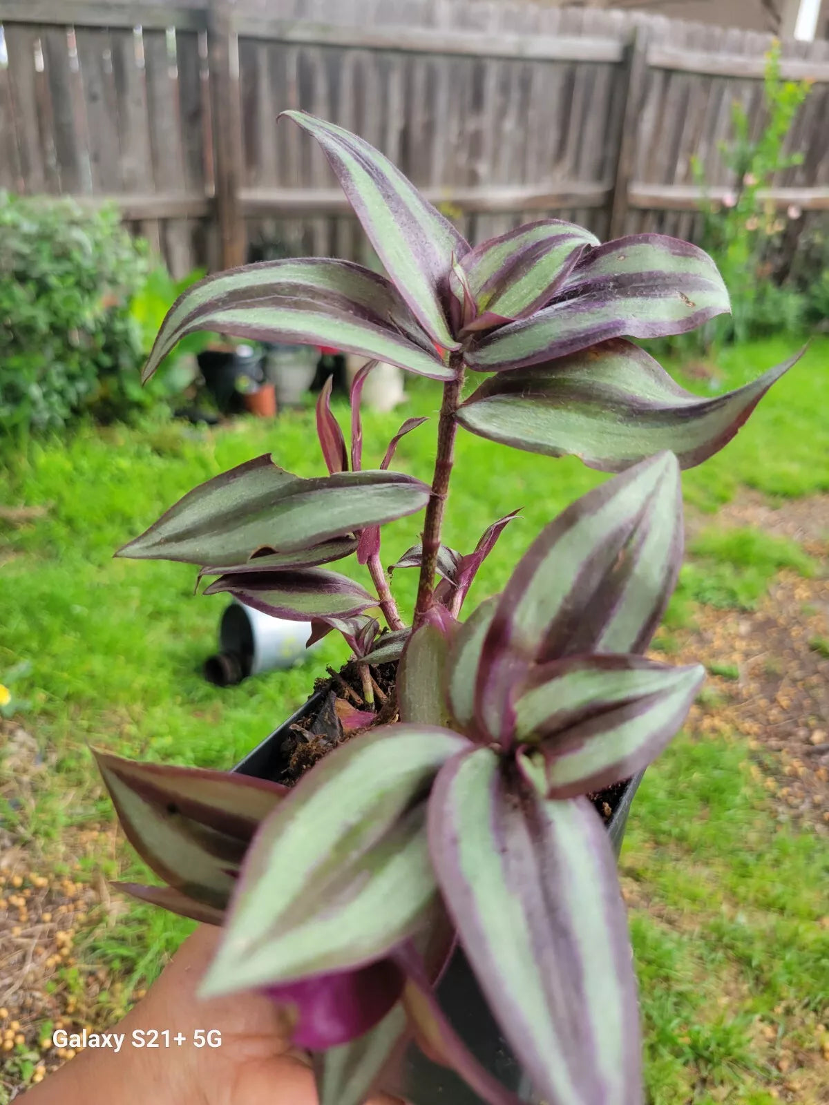 Wandering Jew Plant 3" Pot - Tradescantia Zebrina Live Houseplant with 3+ Plants