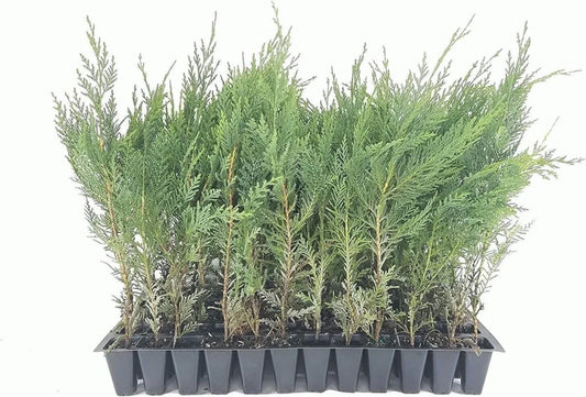 10 Murray Cypress Trees Live Plants - Evergreen Privacy Screen, Cupressus macrocarpa, Tall Upright Shrubs for Landscaping