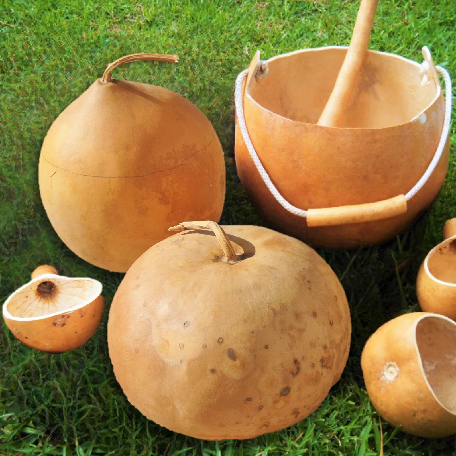 Bushel Gourd Seeds, Ornamental Hard-Shelled Gourds, Corsican Gourd, Lagenaria siceraria, for Crafting & Decor